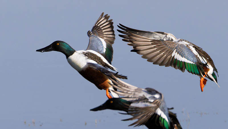 Northern Shoveler Anas clypeata