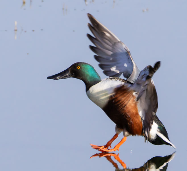 Northern Shoveler Anas clypeata