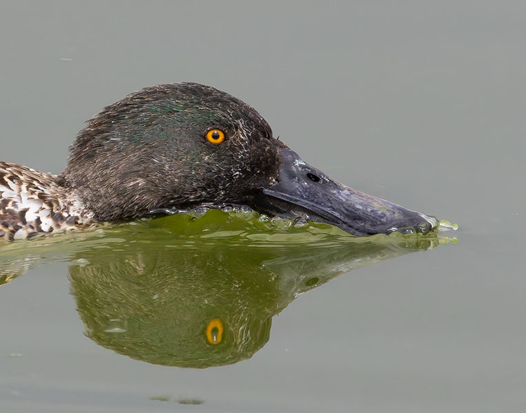 Northern Shoveler Anas clypeata