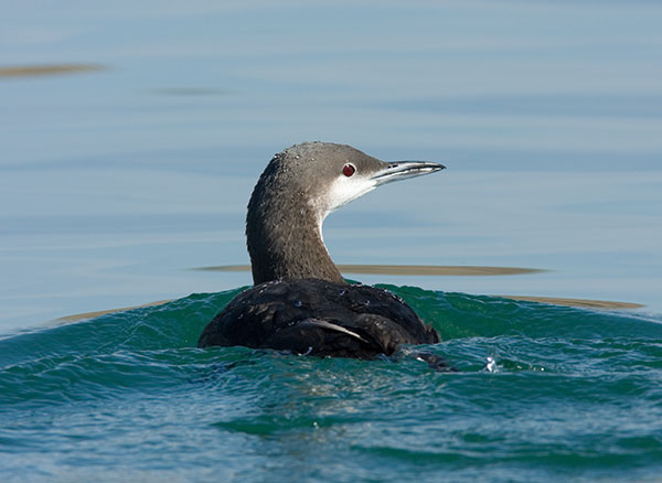 Pacific Loon Gavia pacifica 
