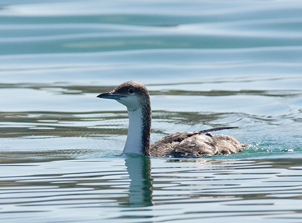 Pacific Loon Gavia pacifica 