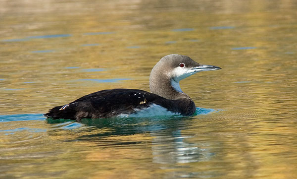 Pacific Loon Gavia pacifica 