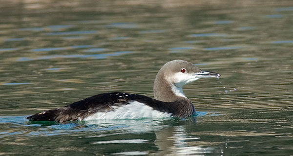 Pacific Loon Gavia pacifica 