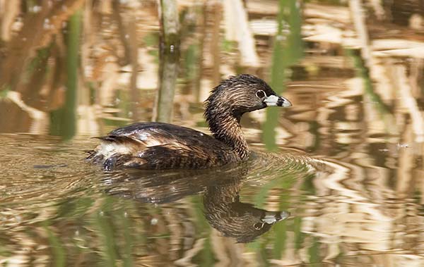 Pied-billed Grebe Podilymbus podiceps