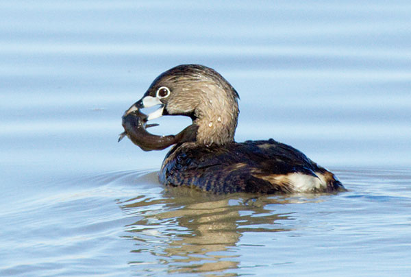 Pied-billed Grebe Podilymbus podiceps