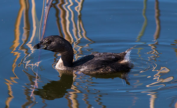 Pied-billed Grebe Podilymbus podiceps