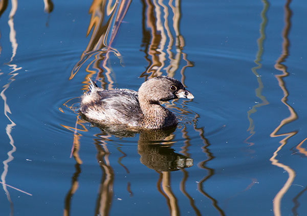 Pied-billed Grebe Podilymbus podiceps