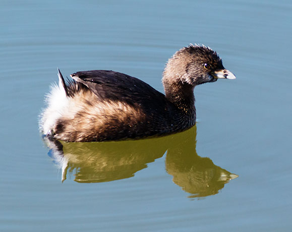 Pied-billed Grebe Podilymbus podiceps