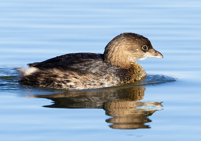 Pied-billed Grebe Podilymbus podiceps