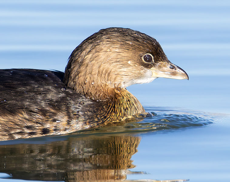 Pied-billed Grebe Podilymbus podiceps