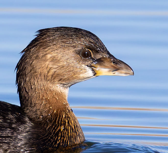 Pied-billed Grebe Podilymbus podiceps