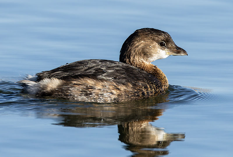 Pied-billed Grebe Podilymbus podiceps