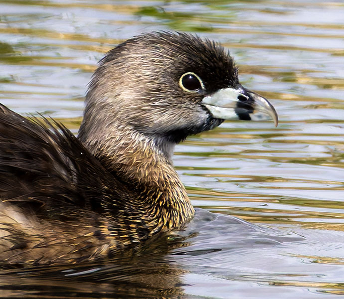 Pied-billed Grebe Podilymbus podiceps