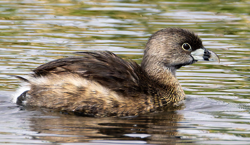 Pied-billed Grebe Podilymbus podiceps