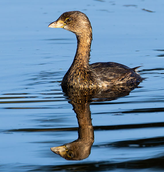 Pied-billed Grebe Podilymbus podiceps