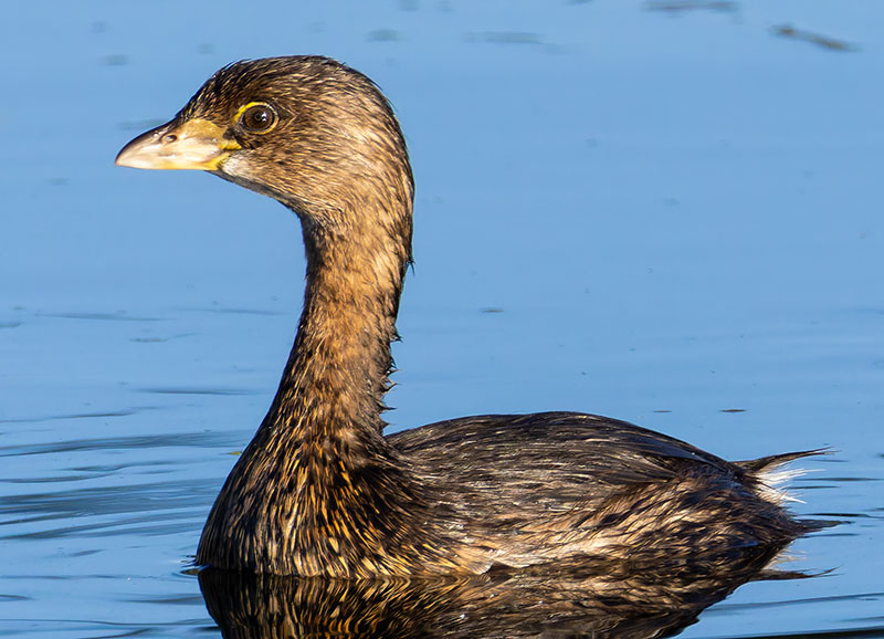 Pied-billed Grebe Podilymbus podiceps
