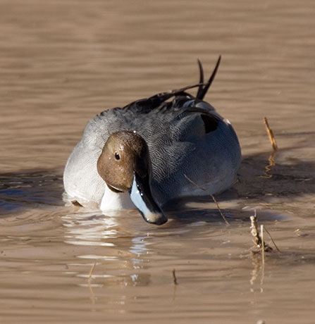 Northern Pintail Anas acuta