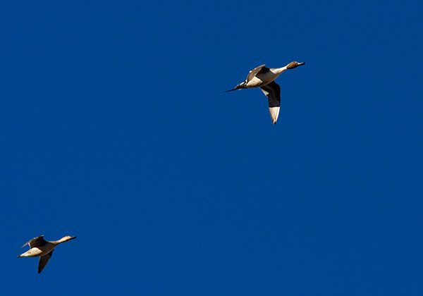 Northern Pintail Anas acuta flying