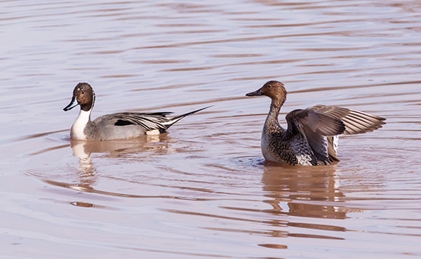 Northern Pintail Anas acuta