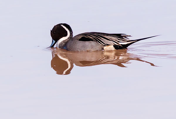 Northern Pintail Anas acuta