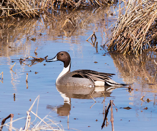 Northern Pintail Anas acuta