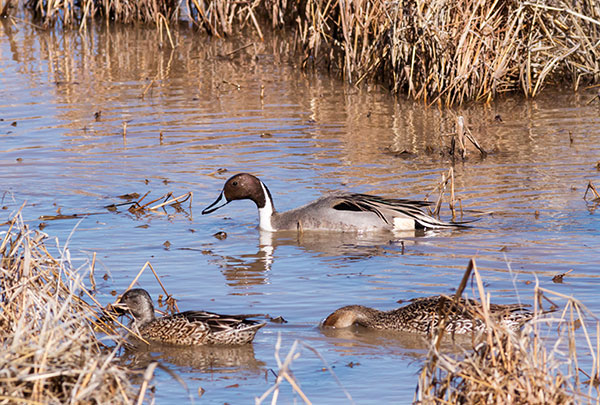 Northern Pintail Anas acuta
