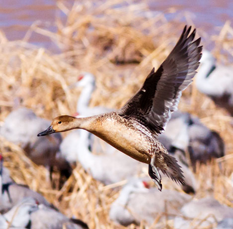 Northern Pintail Anas acuta