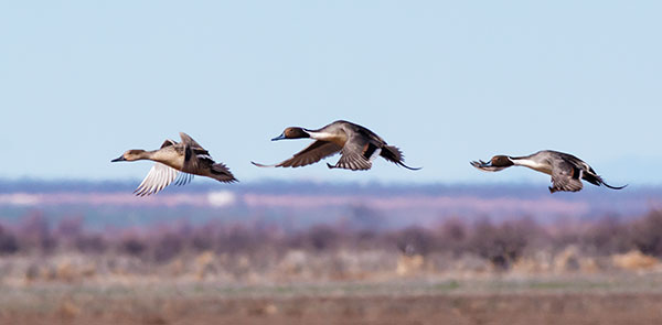 Northern Pintail Anas acuta