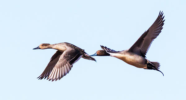 Northern Pintail Anas acuta