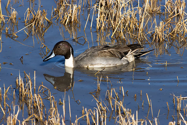 Northern Pintail Anas acuta