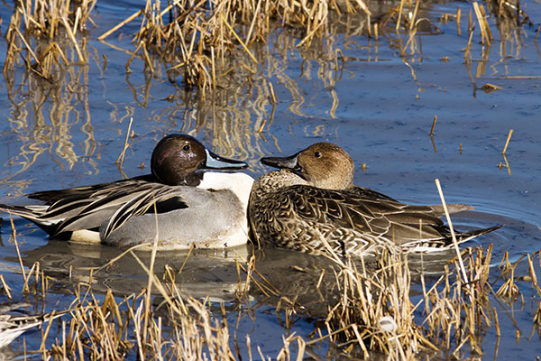 Northern Pintail Anas acuta