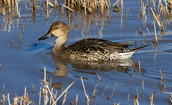 Northern Pintail Anas acuta