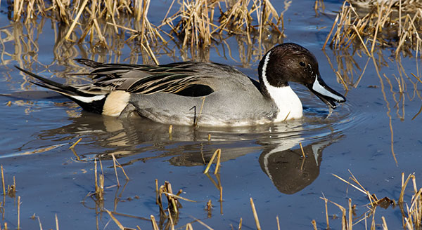 Northern Pintail Anas acuta