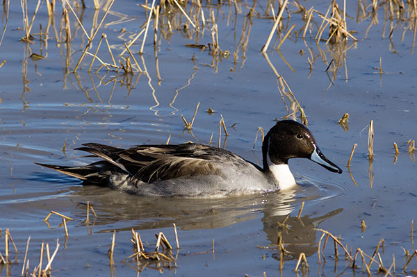 Northern Pintail Anas acuta