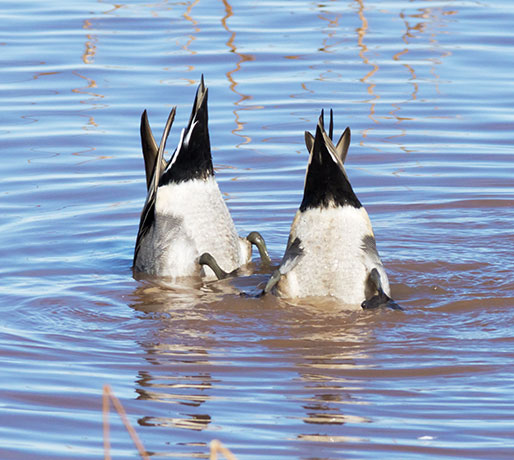 Northern Pintail Anas acuta