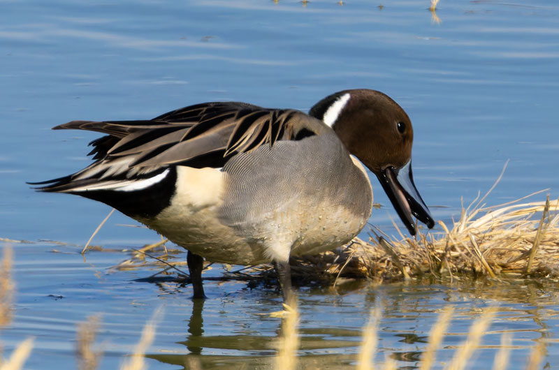 Northern Pintail Anas acuta
