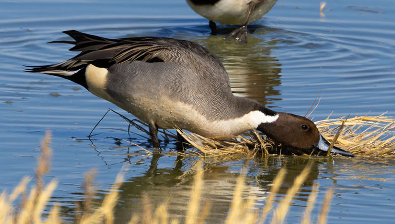 Northern Pintail Anas acuta