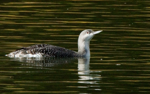 Red-throated Loon Gavia stellata