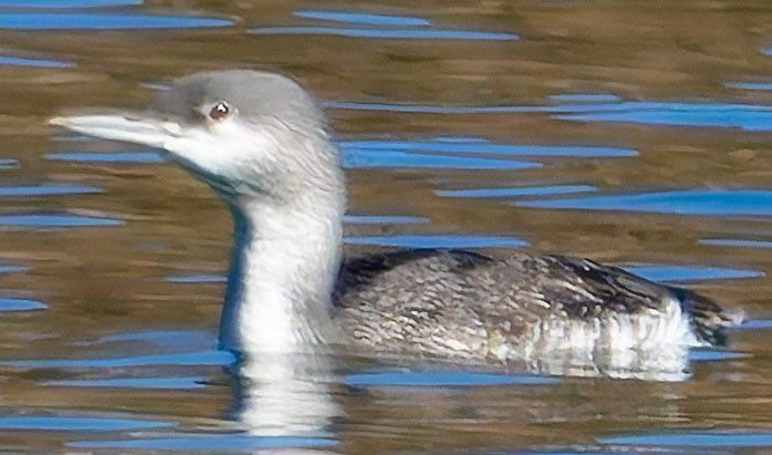 Red-throated Loon Gavia stellata