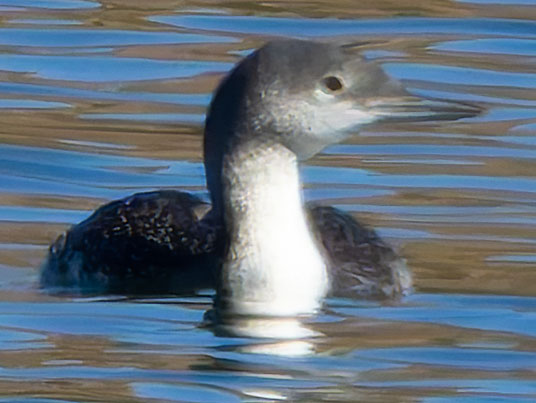 Red-throated Loon Gavia stellata