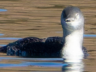 Red-throated Loon Gavia stellata