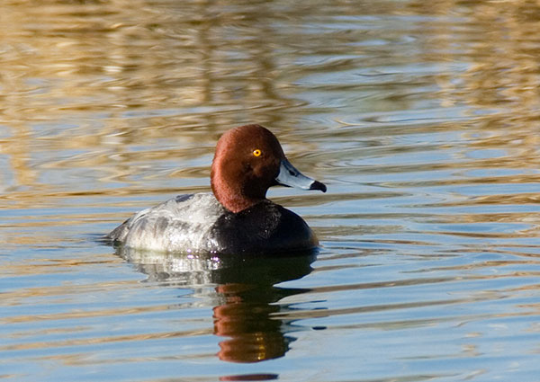 Redhead Aythya americana Duck