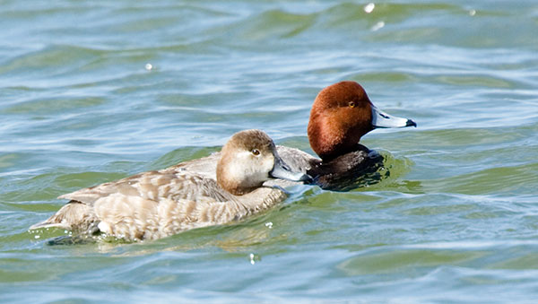 Redhead Aythya americana Duck
