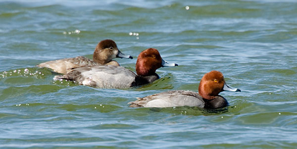 Redhead Aythya americana Duck