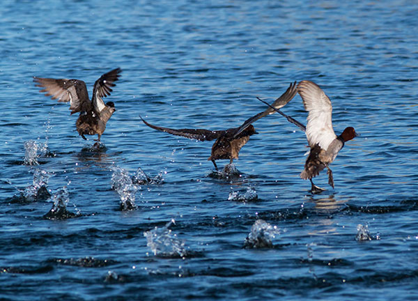 Redhead Aythya americana Duck