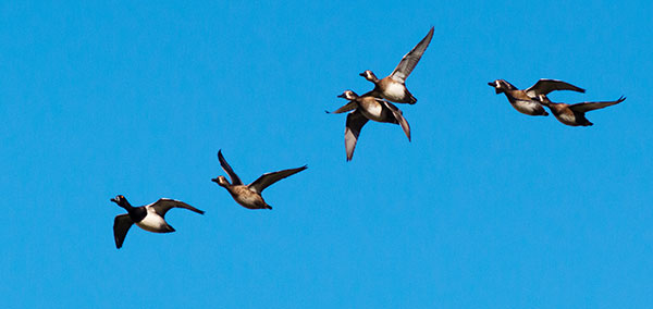 Ring-necked Duck Aythya collaris 