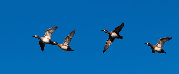 Ring-necked Duck Aythya collaris 