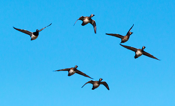 Ring-necked Duck Aythya collaris 
