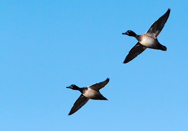 Ring-necked Duck Aythya collaris 