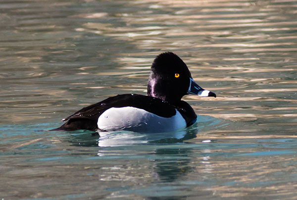 Ring-necked Duck Aythya collaris 